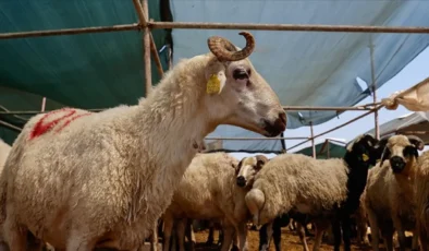 Kurban Bayramı’nın Ekonomik ve Sosyal Boyutu