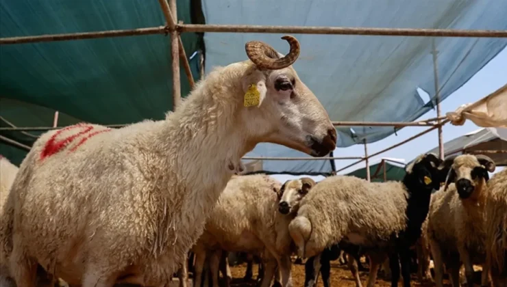 Kurban Bayramı’nın Ekonomik ve Sosyal Boyutu