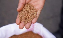 Çermik’te mercimek projesine yoğun ilgi