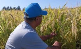 Çermik’te verim tespit çalışmaları tamamlandı