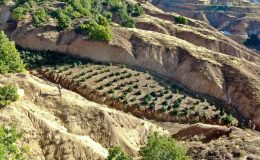 Diyarbakır’da 2 milyon 64 bin kök kenevir ve skunk ile 812 kilo esrar ele geçirildi