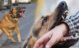 Diyarbakır’da köpeğin saldırısına uğrayan çocuk yaralandı