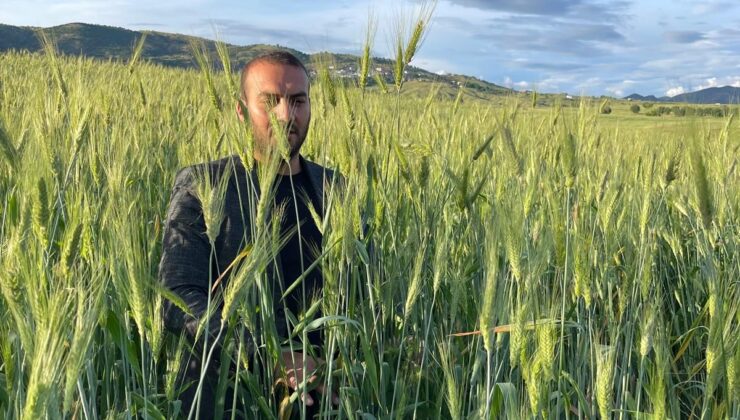 Çüngüş ilçesinde Ata tohumu..