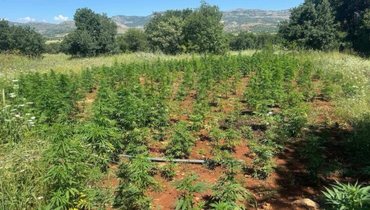 Diyarbakır’da 102 bin kök kenevir bitkisi ele geçirildi