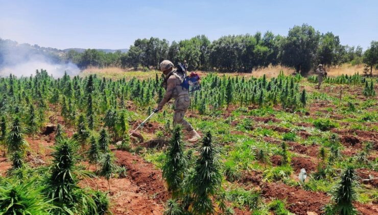 Diyarbakır’da 113 bin kök kenevir ele geçirildi.