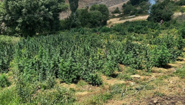 Lice’de 2 milyon 269 bin 200 kök kenevir ve skunk bitkisi imha edildi