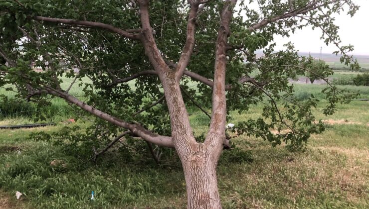Diyarbakır’da şiddetli rüzgar çatıları uçurdu