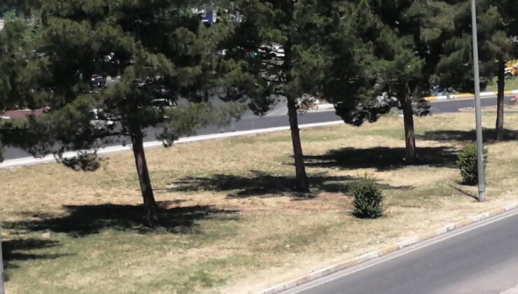 Diyarbakır’da Belediyecilik Eleştirileri: “Şehir Kaderine Terk Edildi” İddiaları