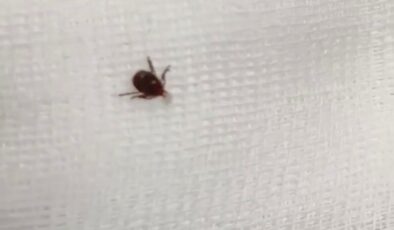 Diyarbakır’da Kene Vakası Görüldü