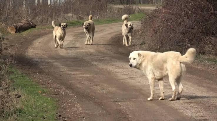 İçişleri Bakanlığı’ndan Sokak Hayvanı İhmallerine Soruşturma: 2 Belediye Başkanı Hakkında Soruşturma İzni